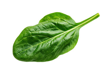 Fototapeta premium Single green spinach leaf with prominent veins on black background fresh healthy, Isolated On White Background, Png Transparent