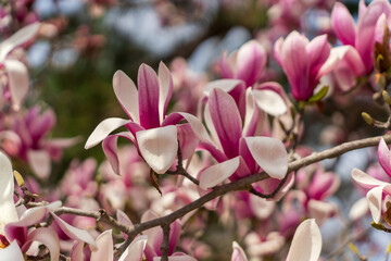 Fototapeta premium 京都の春に咲くモクレンのクローズアップ