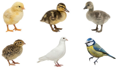 Fototapeta premium collection of cute baby poultry and wild birds like blue tit (cyanistes caeruleus) and mallard (anas platyrhynchos)