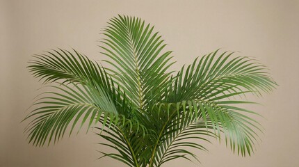 Fototapeta premium Lush green palm fronds against neutral background representing Palm Sunday 