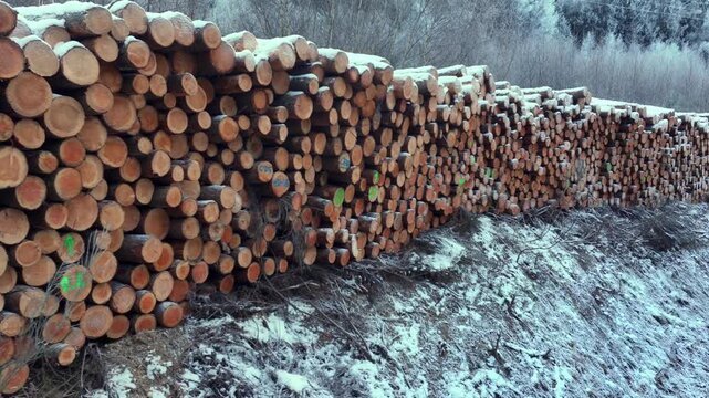 Large stack of freshly cut timber logs covered with snow in a winter forest. Forestry industry concept, wood production and logging activity in cold season. No people.