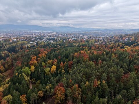 autumnal woodland fringe with distant metropolitan skyline and colorful foliage beneath brooding sky