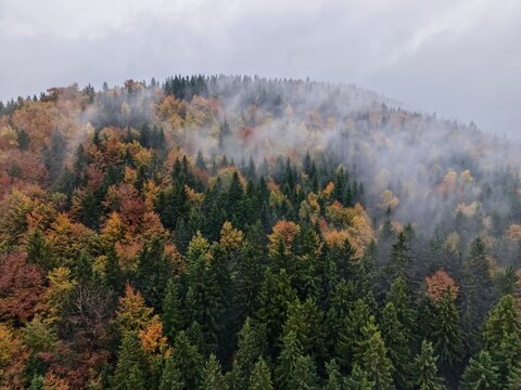 misty conifer ridge with vibrant foliage, mountainous slopes shrouded in fog with colorful tree crowns