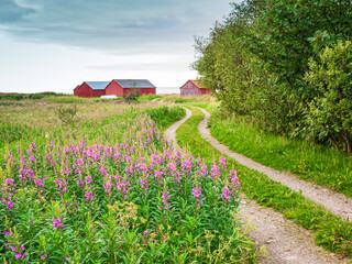 Norwegian countryside road with pink fireweed flowers and red farm barns