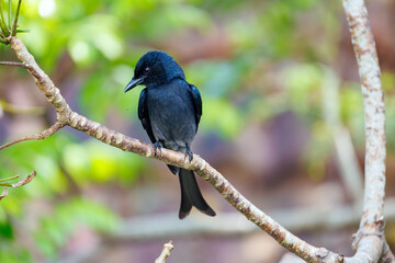 lilac breasted roller