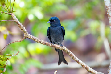 lilac breasted roller