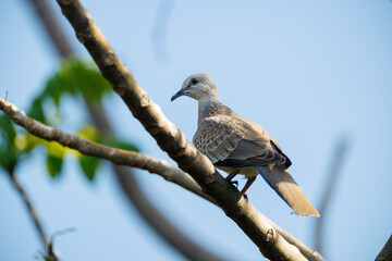 red tailed hawk