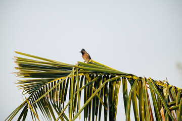 yellow billed hornbill © smirs