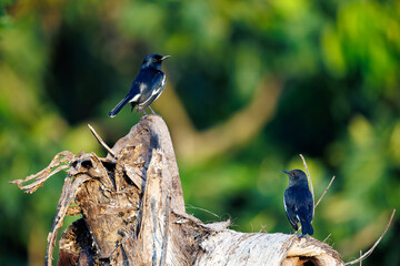 blue tit on a branch