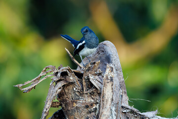 blue jay on a branch