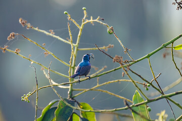 blue tit on branch © smirs
