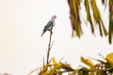 blue tit on branch © smirs