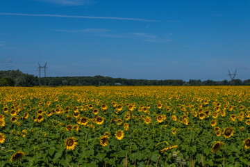 Fototapeta premium Aerial view of a yellow sunflower field stretching to the horizon.