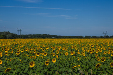 Fototapeta premium Sunlit sunflower field under a clear blue sky in summer landscape