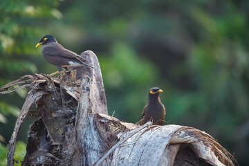 blackbird on a branch