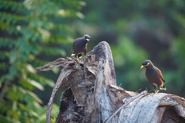 red billed hornbill © smirs
