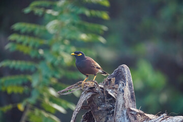 blackbird on a branch