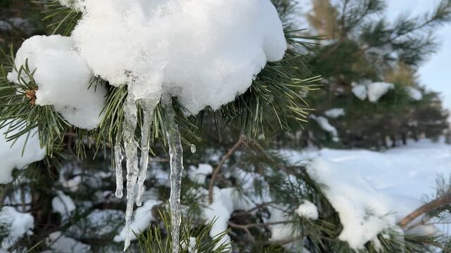 Winter forest, icicle on a pine tree