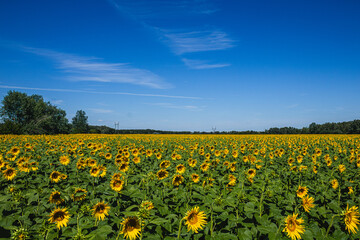 Fototapeta premium Sunlit sunflower field undeBeautiful sunflower field under a clear blue sky in summer.r a clear blue sky in summer landscape
