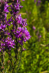 Obraz premium Macro shot of a purple loosestrife flower blooming in a green summer meadow