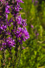 Fototapeta premium Macro shot of a purple loosestrife flower blooming in a green summer meadow
