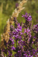 Obraz premium Macro shot of a purple loosestrife flower blooming in a green summer meadow