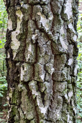 Obraz premium Rough tree bark, Bialowieza Forest, Poland