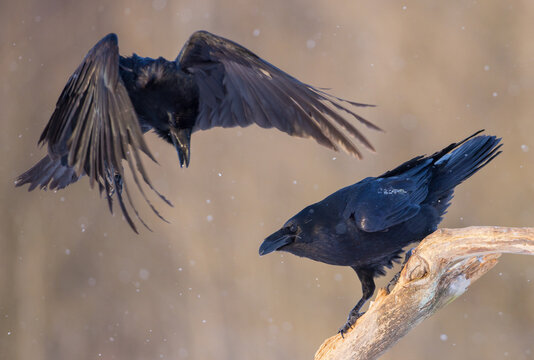 Common Raven - in winter at a wetland