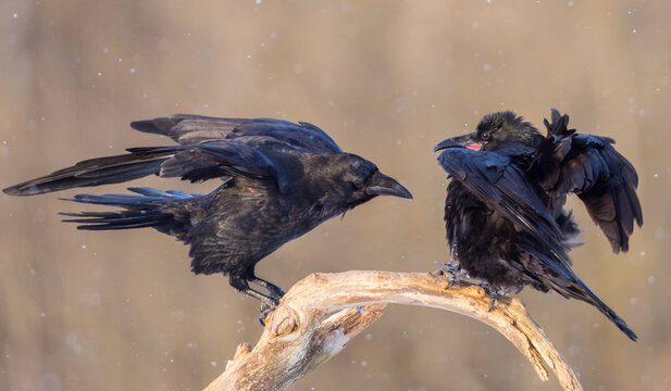 Common Raven - in winter at a wetland