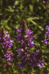 Obraz premium Macro shot of a purple loosestrife flower blooming in a green summer meadow