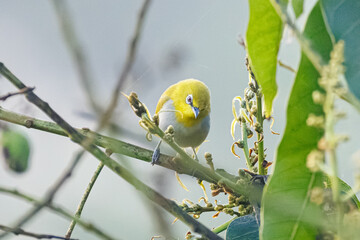 blue tit on branch © smirs