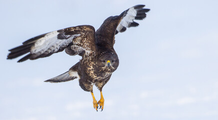 Fototapeta premium Common Buzzard in winter at a wetland