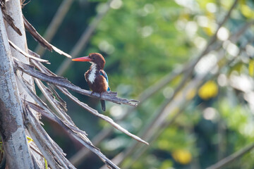 kingfisher on branch © smirs