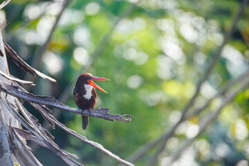 red billed hornbill © smirs