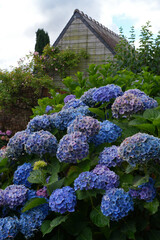 Pink and purple hydrangea flowers in bloom in Brittany, France © eqroy