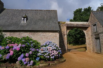 Pink and purple hydrangea flowers in bloom in Brittany, France © eqroy