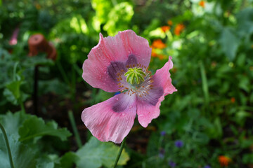 Pink and purple poppy flowers and seedpods growing in the garden © eqroy