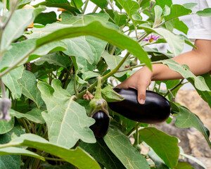 School child harvesting organic eggplants and learning sustainability