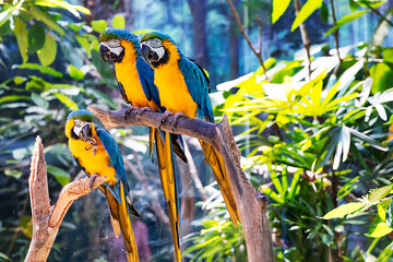 Obraz premium Beautiful large multi-colored macaws sit on a tree branch in the tropical garden at Vinpearl Safari Zoo on Phu Quoc Island. Vietnam.