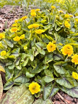 A blooming Ranunculus ficaria Collarette with cute yellow flowers in a spring garden.First bloomers.Ficaria family. Nature background  