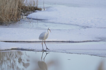 雪の中で餌を探すダイサギ