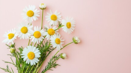 Fototapeta premium fresh daisies on pink background