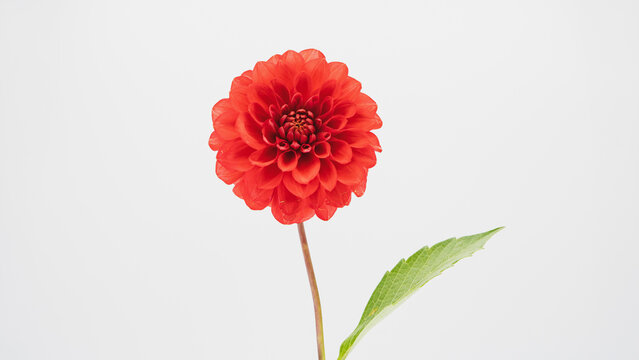 白いダリア」の写真素材 | 240,113件の無料イラスト画像 | Adobe Stock