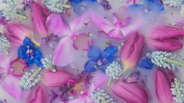 Colorful flowers floating in milky water with orchid, delphinium, tulip, hyacinth and blue grape