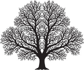 Obraz premium Black silhouette of a bare tree with sprawling branches on white background also transparent background