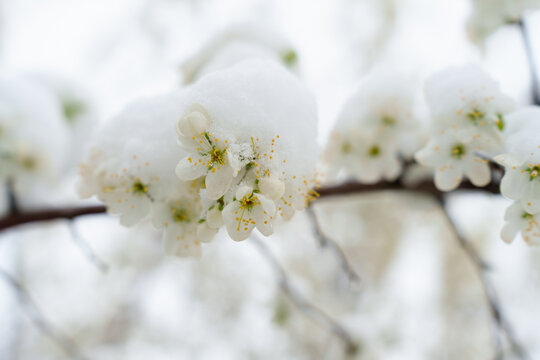 Spring Snow on Blooming Fruit Trees: A Dual Threat to Future Harvests and Farmer's Dreams.