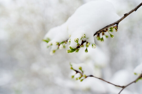 A layer of spring snow covers fruit trees, threat of frost, inconsistent weather can lead to lower yields