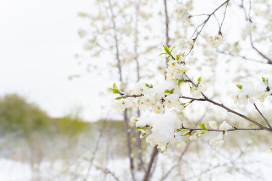 Spring Snow on Blooming Trees: The Icy Threat Looming Over Fruit Harvests This Season.