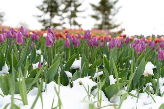 Unexpected Cold Snap Covers Blooming Tulips with Snow, Highlighting Spring's Fragile Beauty and Risks.