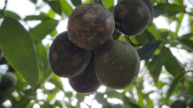 Multiple clusters of June plum develop along a branch surrounded by abundant foliage across a well maintained fruit plantation. Tropical farming.